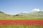 Landscapes of Valnerina. Norcia, the plateau of Castelluccio