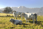 Paesaggi della Valnerina. Cascia, l`Altipiano di Chiavano