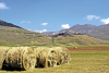 Rolls of hay - plateau of Castelluccio - Norcia