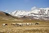 Plateau of Castelluccio - Cows - Norcia - Valnerina
