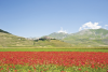 Castelluccio - Norcia