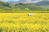 Castelluccio - Norcia