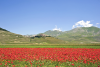 Castelluccio - Norcia