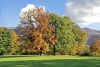 Oaks - Plateau Chiavano - Cascia