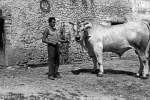 Memory and history in Valnerina. Men and beasts 2