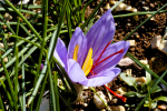 Valnerina. The products of the Earth